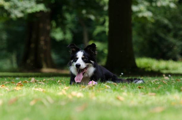 family-friendly-neighborhoods-in-central-florida-celebration-orlando-suburb-dog park.jpg